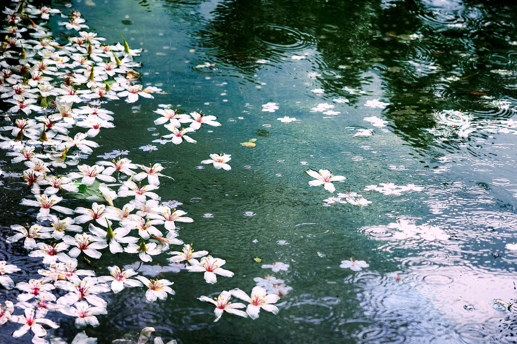 14095720905 8f1d6efcd8 b