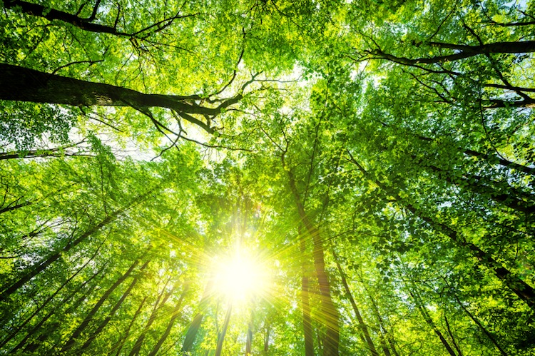 Tree Forest Image