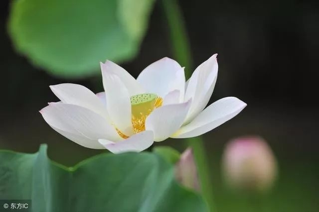 暢談六祖壇經（1364）眾緣合和