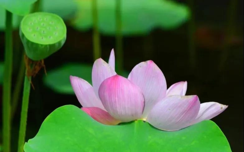 暢談六祖壇經（1577）看清自己