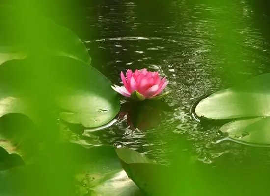 暢談六祖壇經（355）甘於平凡