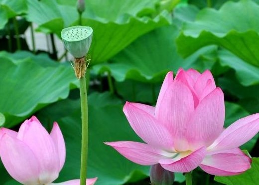 暢談六祖壇經（1563）法脈傳承