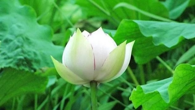 暢談六祖壇經（1094）明白因果