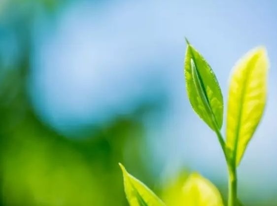 暢談六祖壇經（955）抓住重點