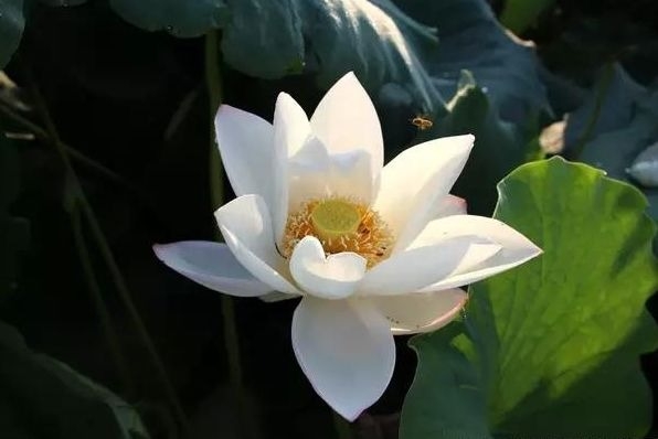 暢談六祖壇經（317）喚醒自心