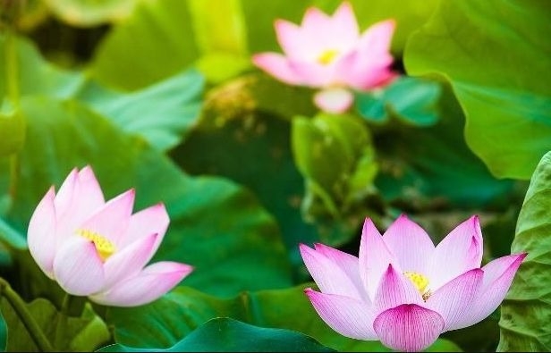 暢談六祖壇經（480）身心非我