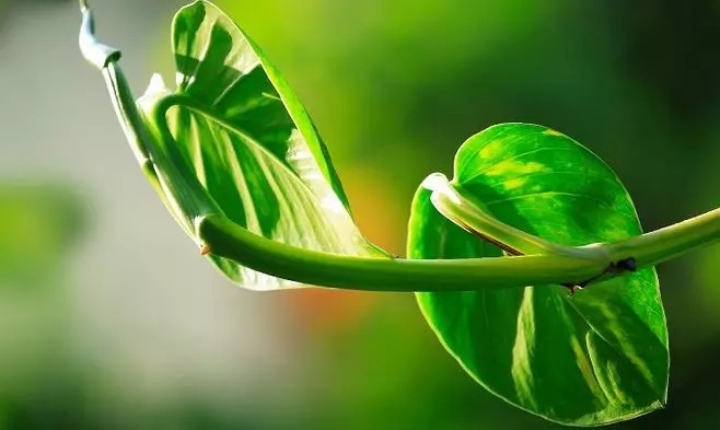 暢談六祖壇經（685）樹立目標