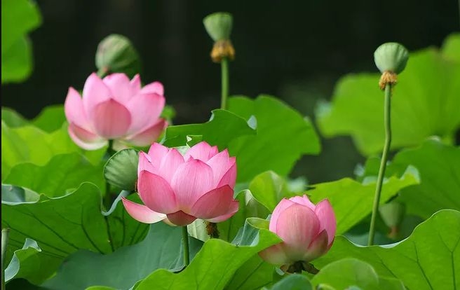暢談六祖壇經（1413）萬法皆幻