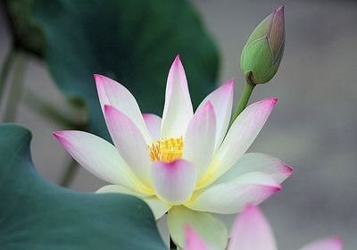 暢談六祖壇經（278）迷悟在己