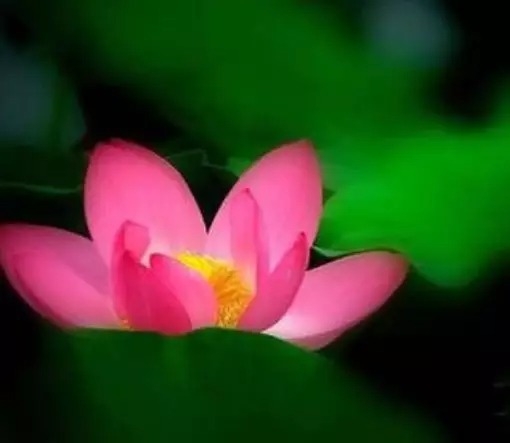 暢談六祖壇經（611）須自見性