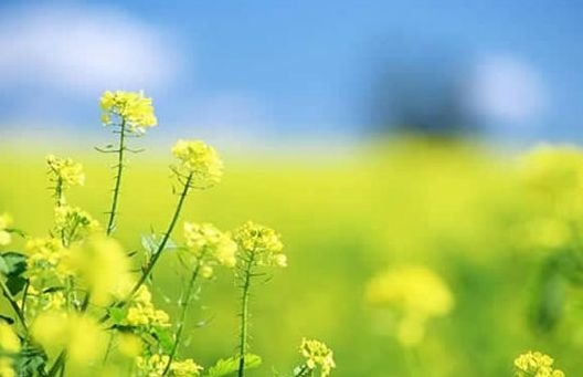 暢談六祖壇經（171）駕馭身心