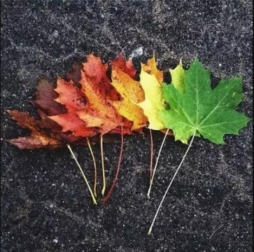 暢談六祖壇經（510）我亦無常