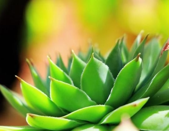 暢談六祖壇經（527）拔除痛苦