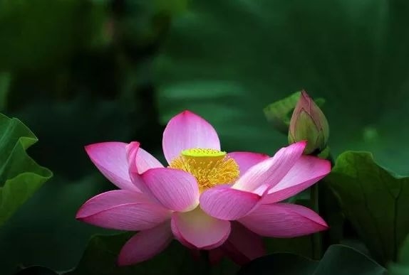 暢談六祖壇經（283）但淨其心