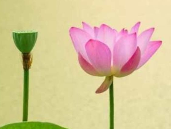 暢談六祖壇經（609）自性自度