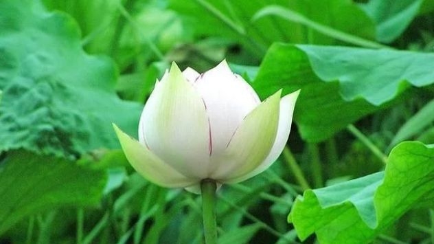 暢談六祖壇經（1243）安於現狀