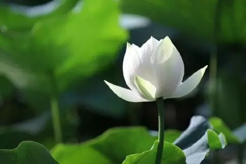 暢談六祖壇經（825）流浪生死