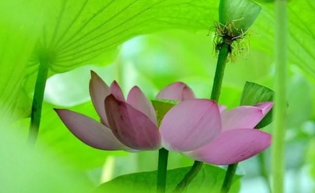 暢談六祖壇經（1239）法無漸次