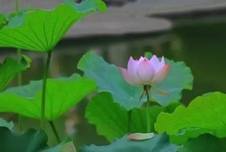 暢談六祖壇經（473）行八正道