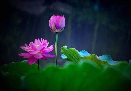 暢談六祖壇經（240）法無頓漸