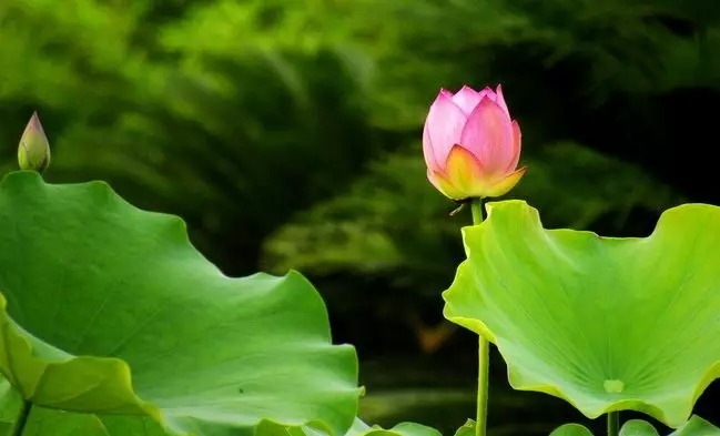 暢談六祖壇經（585）識其根本