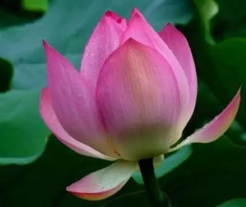 暢談六祖壇經（778）從心門入