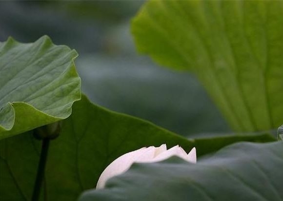 暢談六祖壇經（350）大放光明