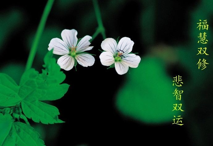 暢談六祖壇經（1178）不怕境界