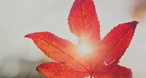 暢談六祖壇經（810）自心不達